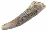 Fossil Pterosaur (Siroccopteryx) Tooth - Morocco #359953-1